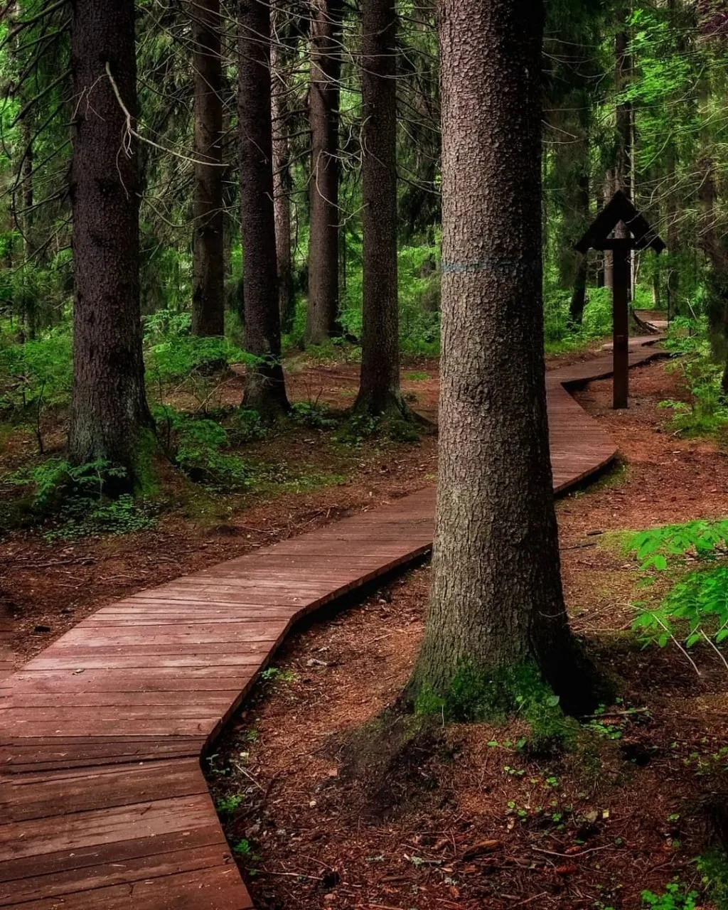 Комарово, где лес дышит тишиной 🌲