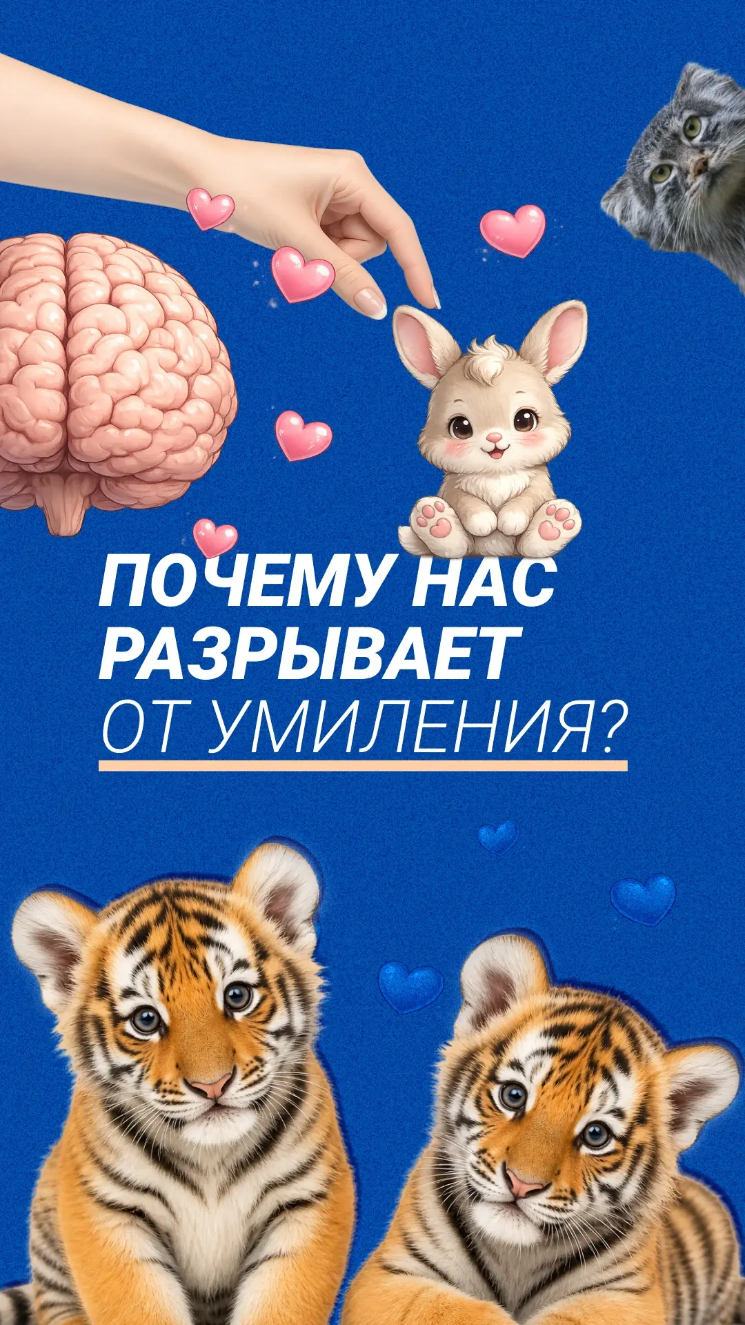 Какие милые котята! Так и хочется их съесть...

Знакомо? Поздравляем, вы тоже испытывали «милую агре