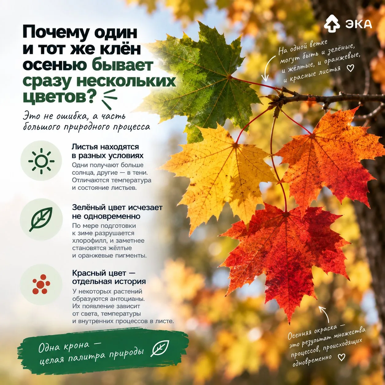 🍁 Почему один и тот же клён осенью бывает сразу нескольких цветов?