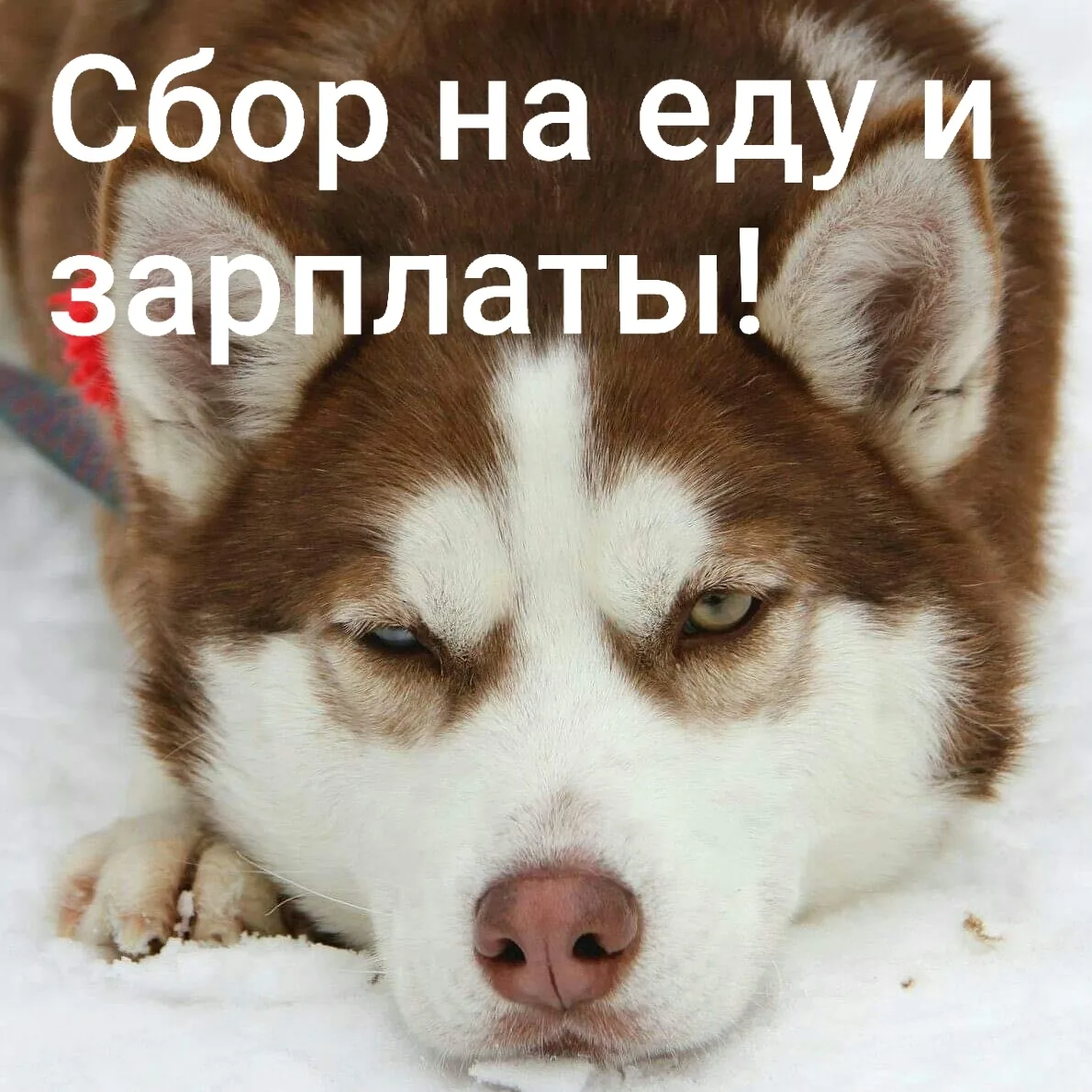 Нам пора уже срочно - срочно думать о закупке еды!