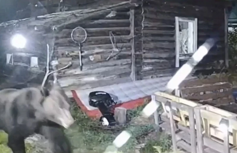 😱 Медведь бродил возле жилого дома в Бурятии