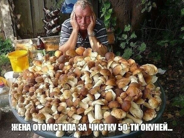 Вторая волна грибов ожидается в лесах Липецкой области