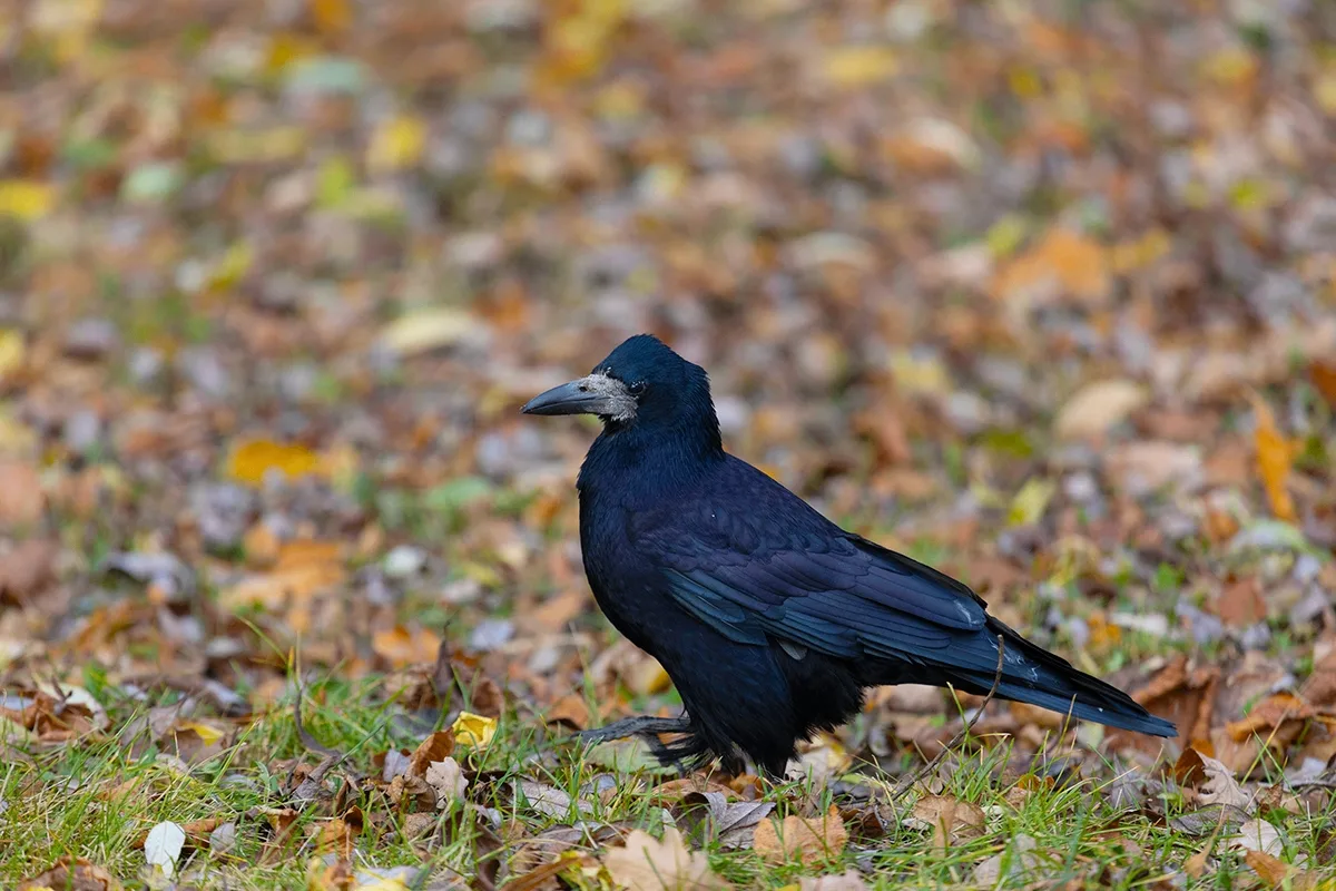 ПТИЦЫ РОССИИ. ГРАЧ (Corvus frugilegus)
Грач - птица, известная каждому школьнику по картине Саврасов