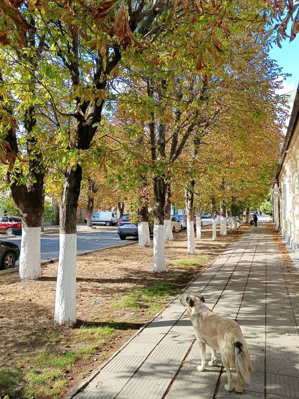 🌳«Пустых пространств быть не должно»: в Анапе комплексно подходят к озеленению, сообщи...