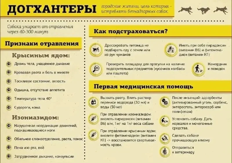 🤯 В Измайлово травят собак
