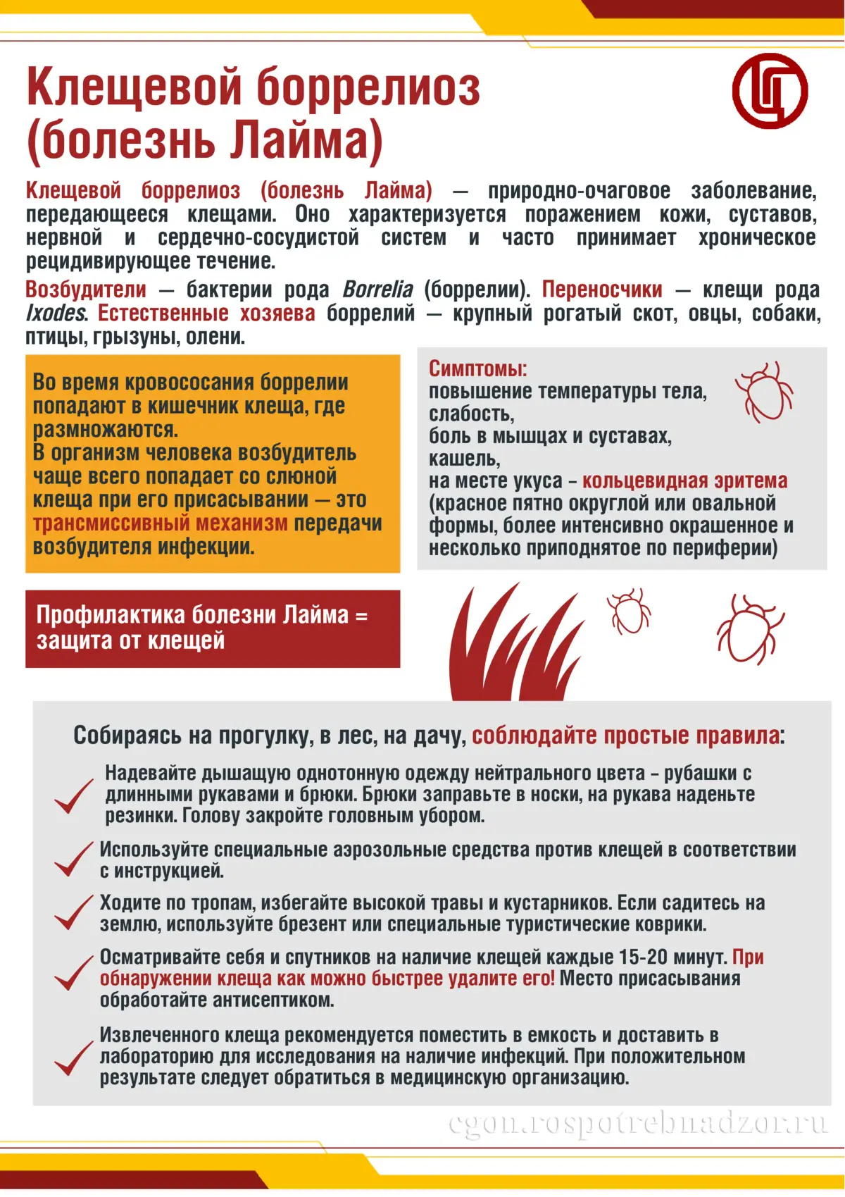 🕷 Осторожно: клещи! Чем опасны энцефалит и болезнь Лайма? 🦠

Лето — долгожданная пора пикников и п