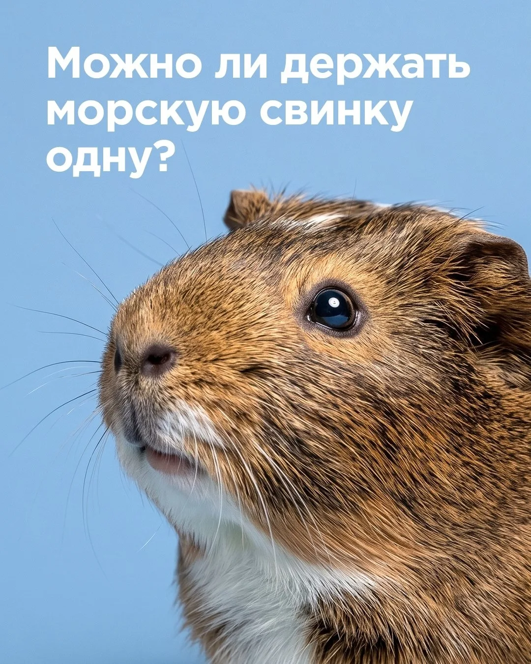 Многие до сих пор думают, что одной морской свинки достаточно 🥹

Но морские свинки — очень социальн