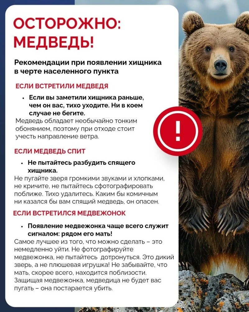 Лучший способ предотвратить конфликт при встрече с медведем - это избежать встречи с ним.