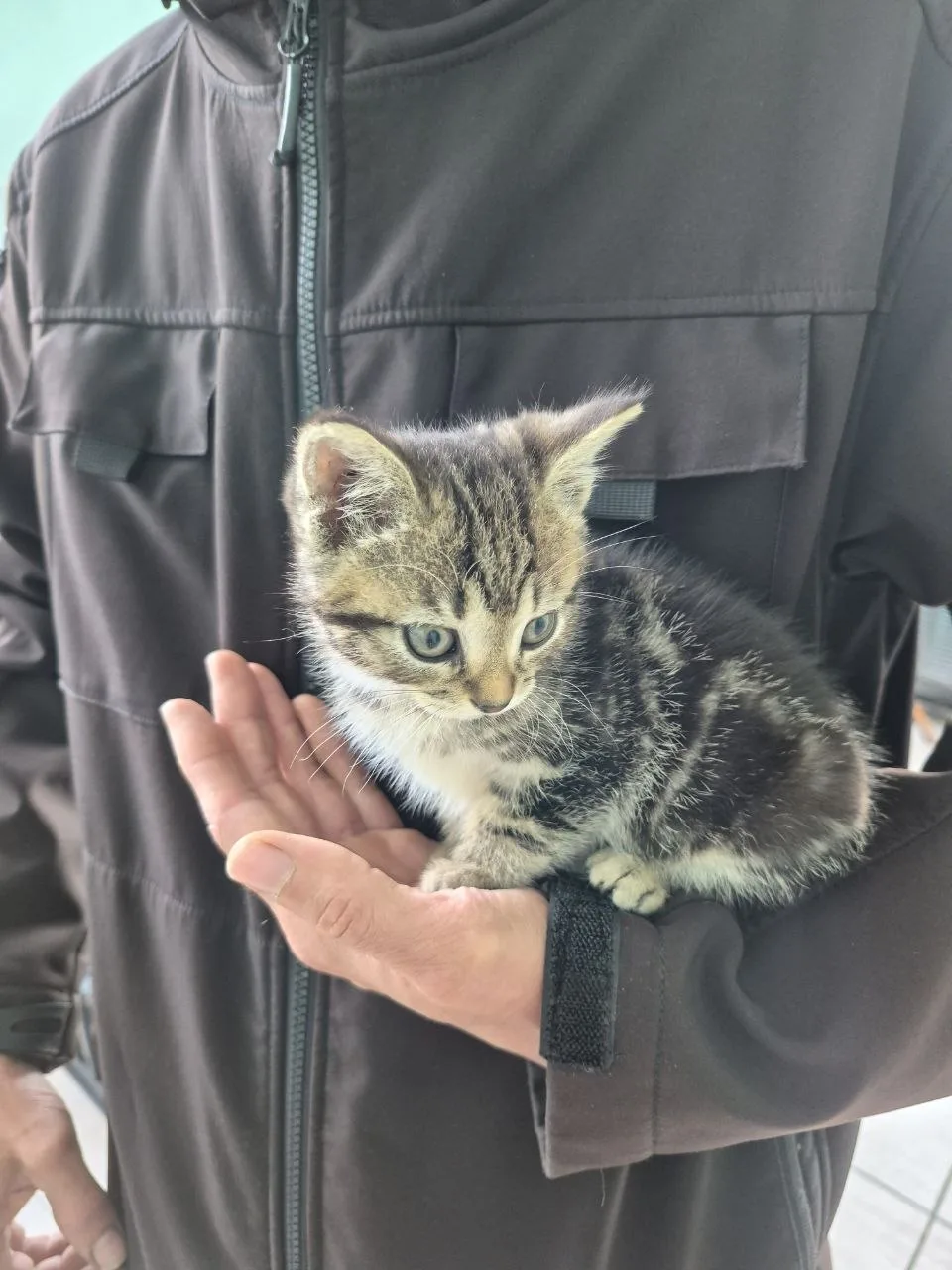 Котодевочка ищет семью, здоровая  , игривая, ласковая, 1.5 месяца, лоток на отлично, хо...