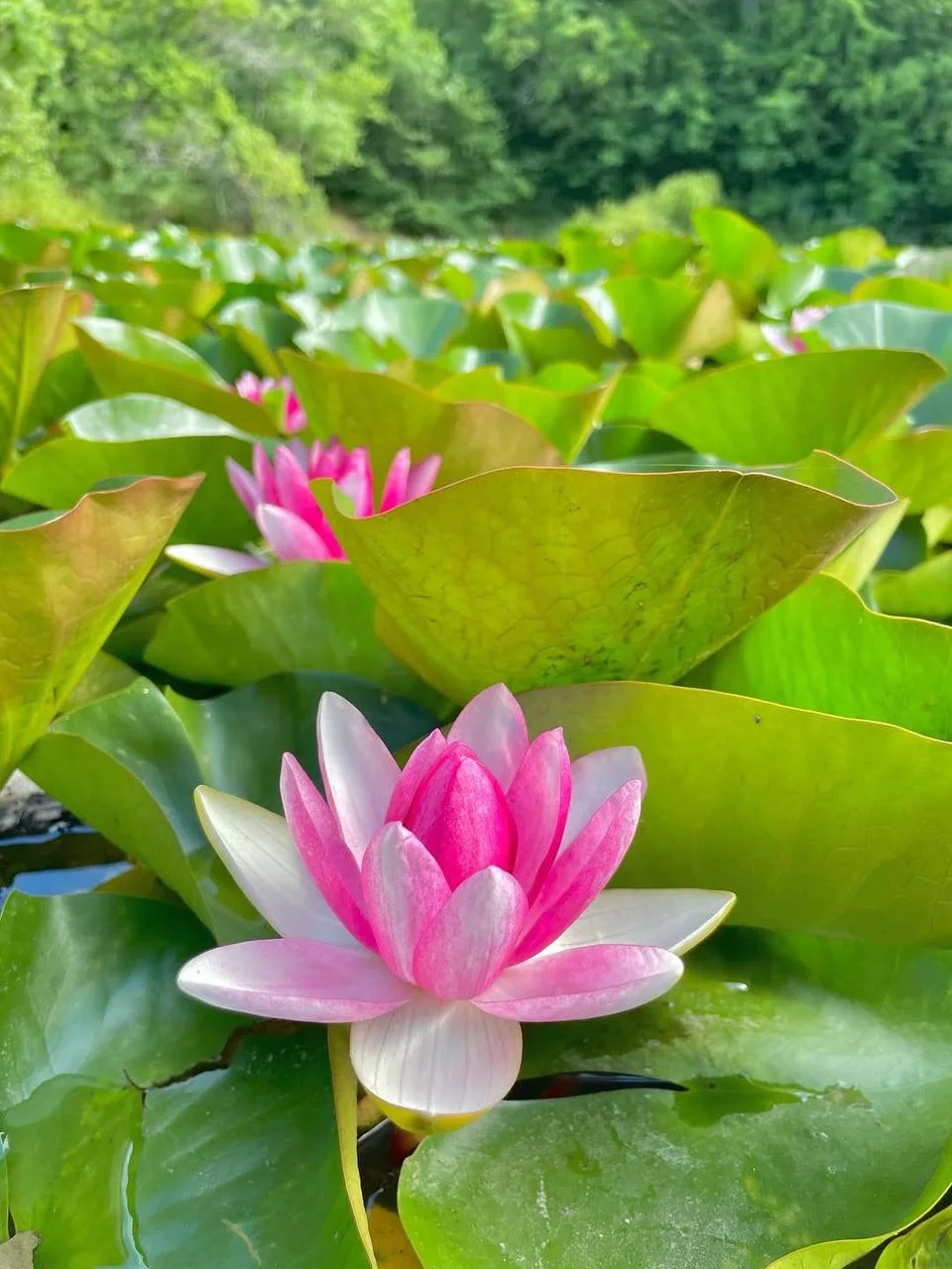 💓Нимфейное безумие в  Крыму🪷🪷🪷

Самое главное правило, при посещении. Кувшиночки не срывать, и о