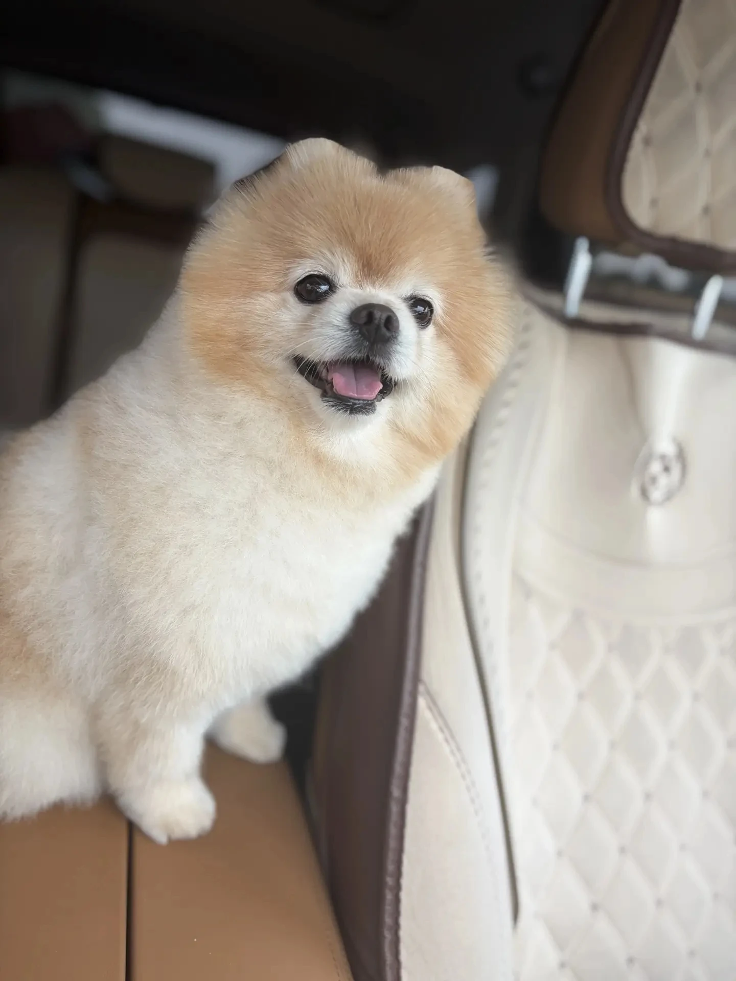 🐶🚘У Тошки особый план на этот день - он едет на вакцинацию!