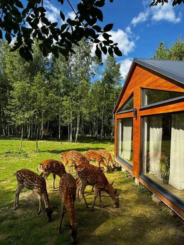 🦌 «Бэмби лэнд» в Подмосковье