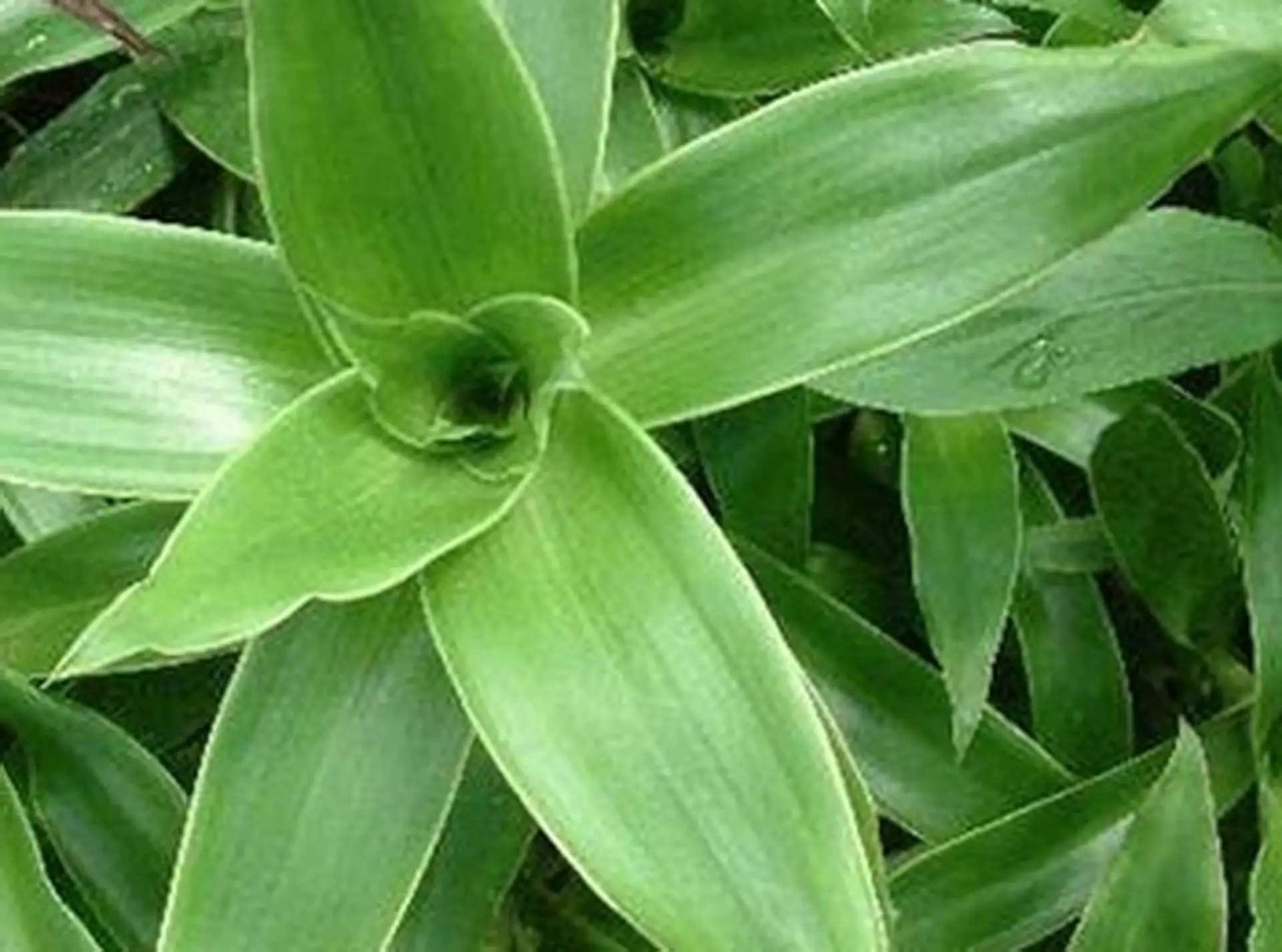 ЗОЛОТОЙ УС  🌱 Золотой ус в научных кругах известен под именем “каллизия душистая”. Данное растение с