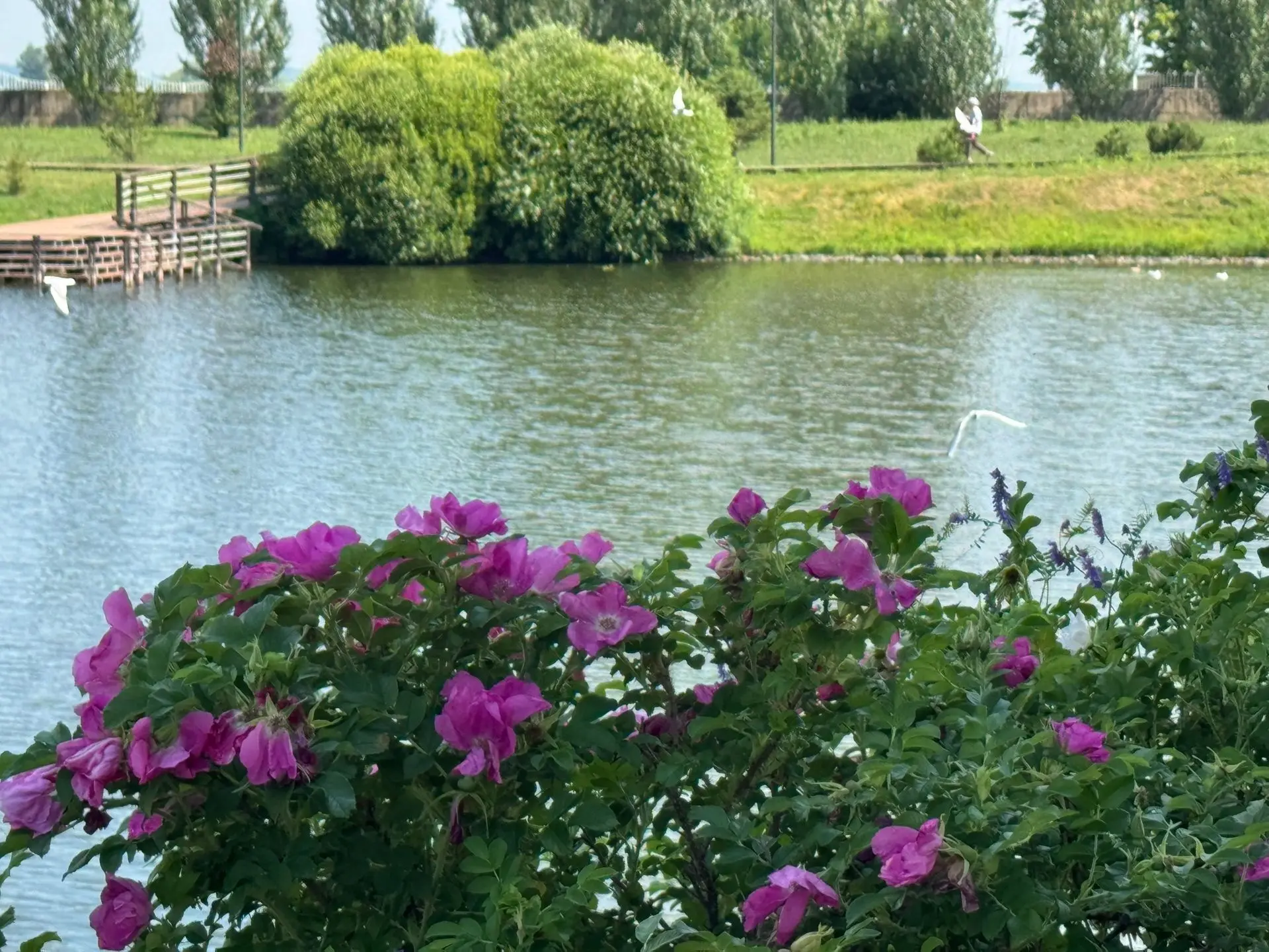 В экопарке царит волшебная красота: чайки парят над гладью воды, а на поверхности неспешно раскрываю