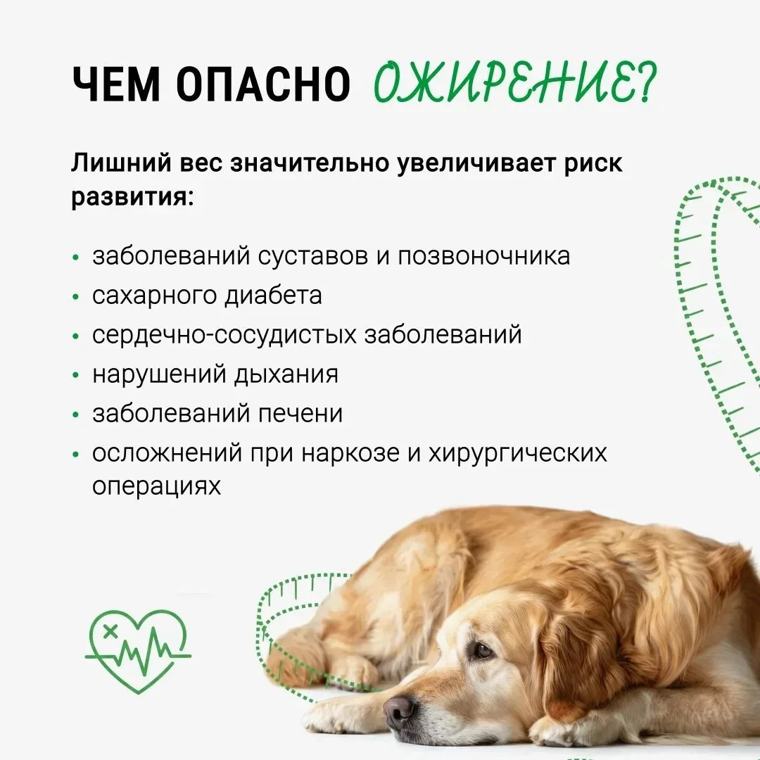 Лишний вес у собак и кошек является одной из самых распространённых проблем, с которой сталкиваются 