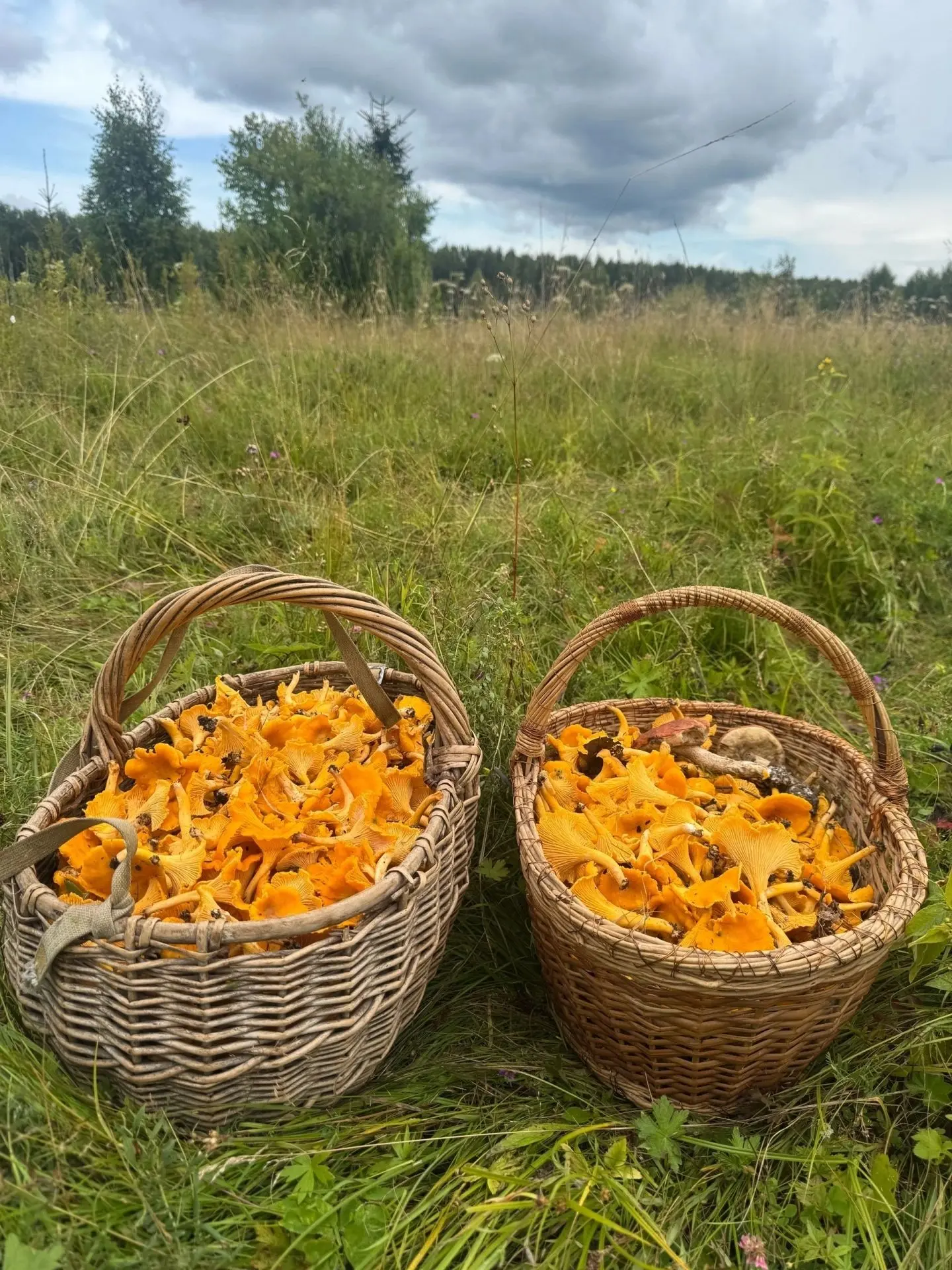 Талдомский район. 25.07.2026г.
