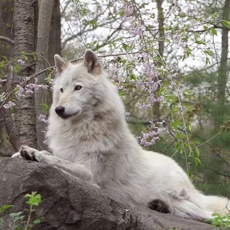 🐺 Волки принимают решения голосованием