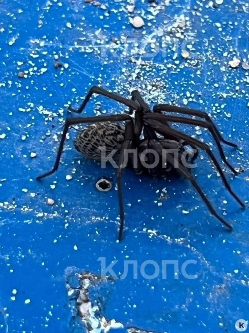 🕷️ Огромного паука заметили на детской площадке в Калининграде.