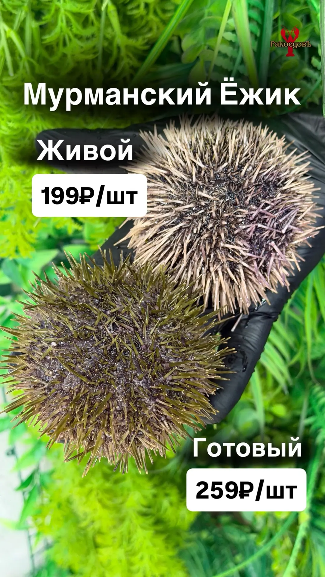 🔥ПОСТАВКА ЖИВЫХ МУРМАНСКИХ ЕЖЕЙ😍

🏷️199₽/шт - живой ежик😊
🏷️259₽/шт - готовый ежик по классичес