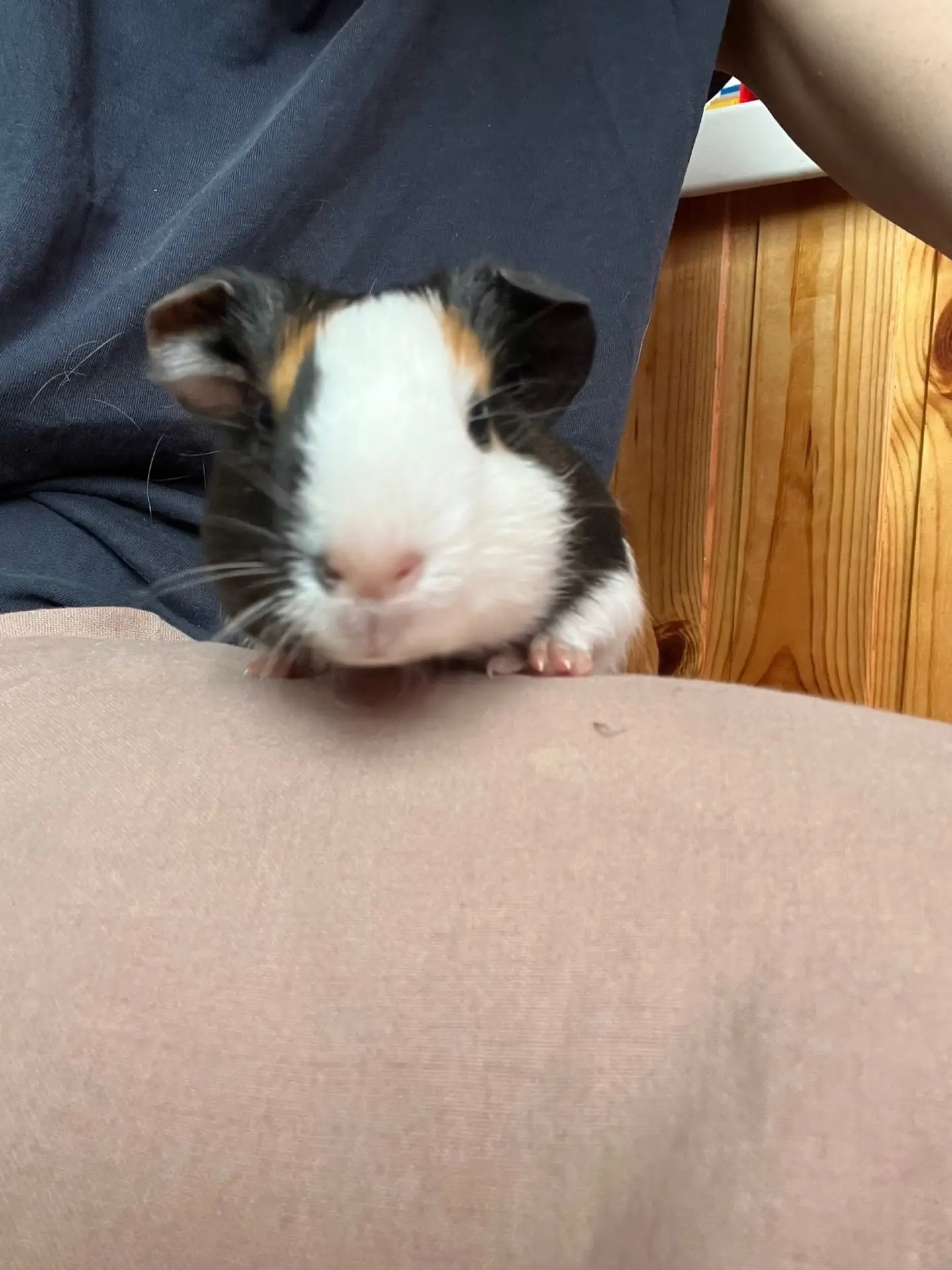 Ищет дом 🏠 🐽