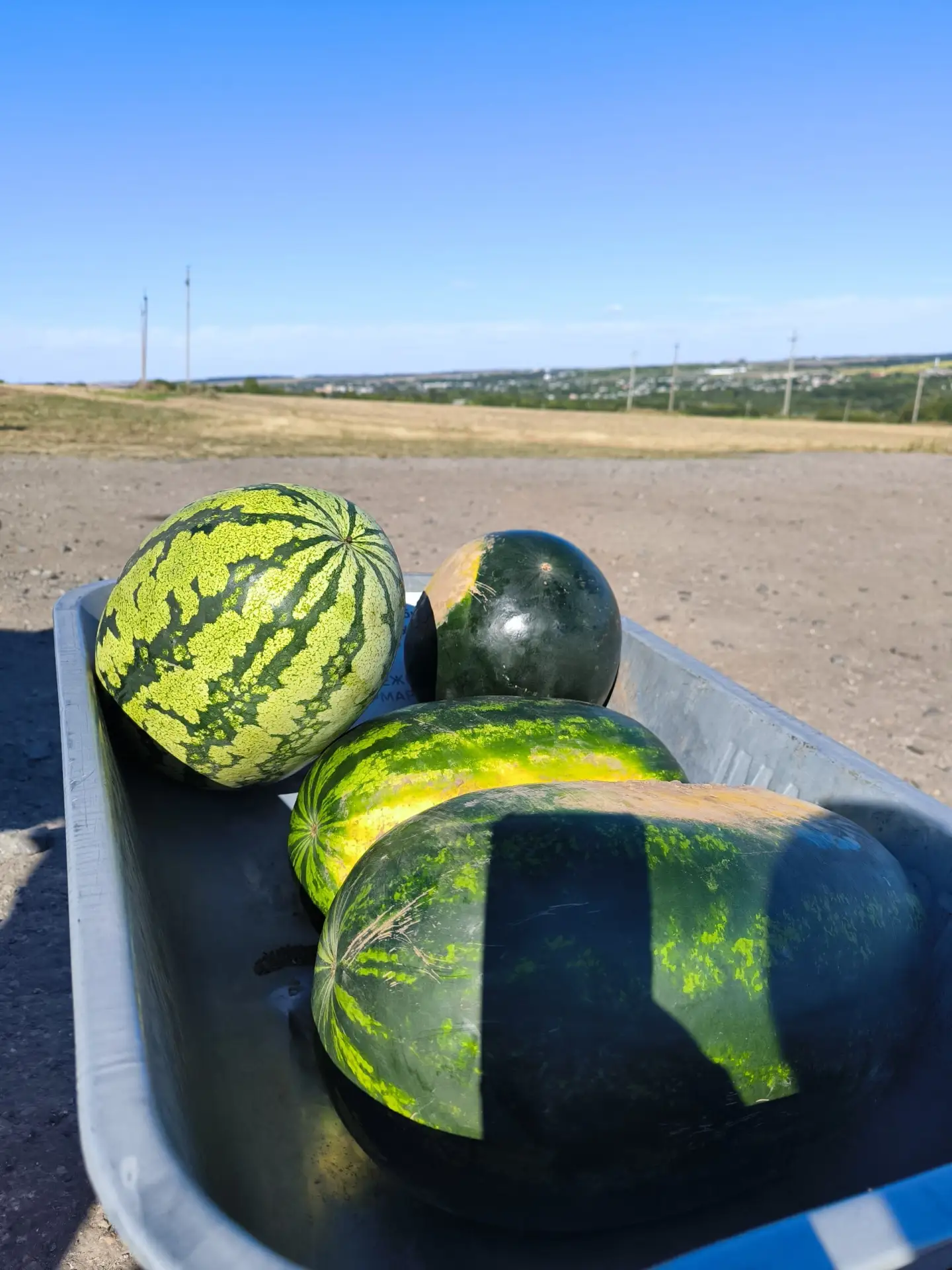 Лето, может, и закончилось, а вот арбузы у Шляховых в Короче — нет 🍉