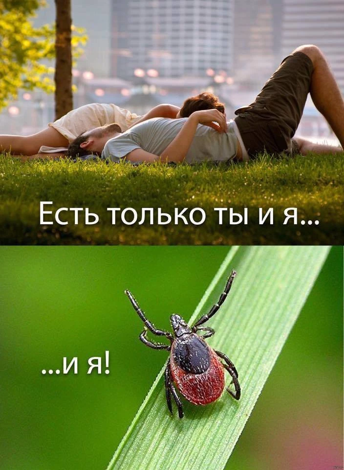 🕷 Укусил клещ? Врач назвала симптомы, которые нельзя игнорировать

На Кубани продолжается сезон акт