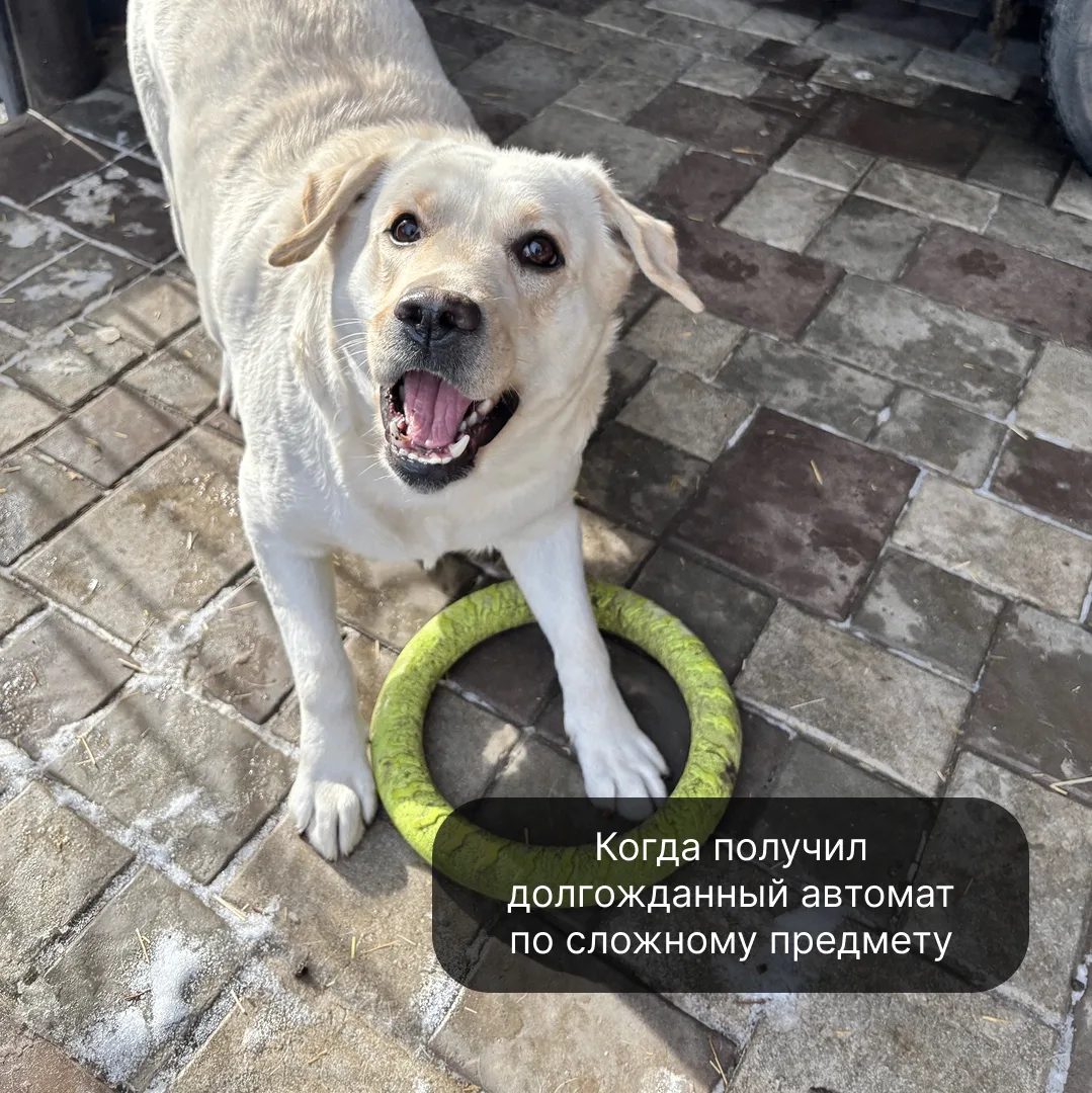Пушистые мемы🐱