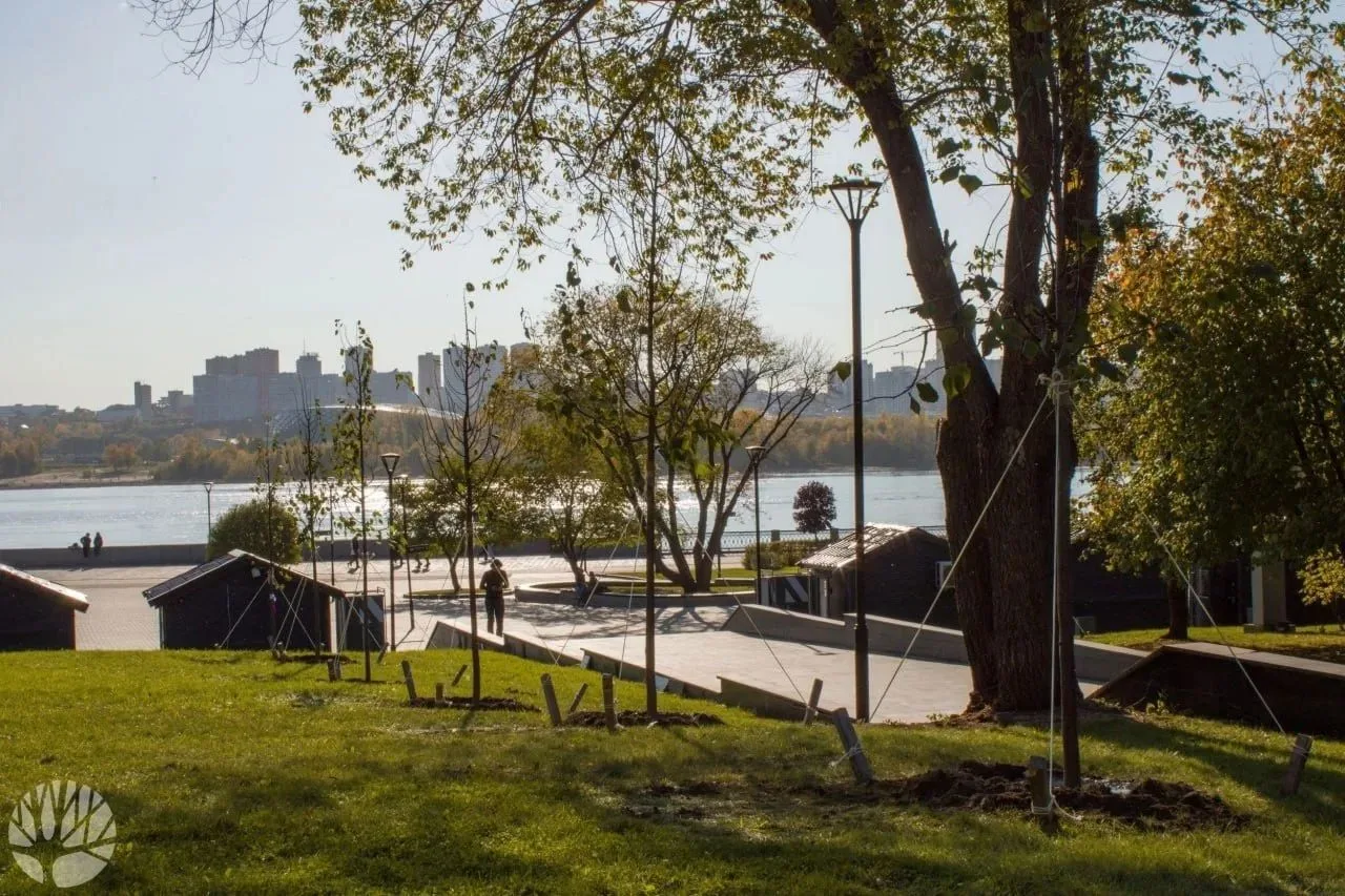 🌳 На Михайловской набережной высадили 20 лип