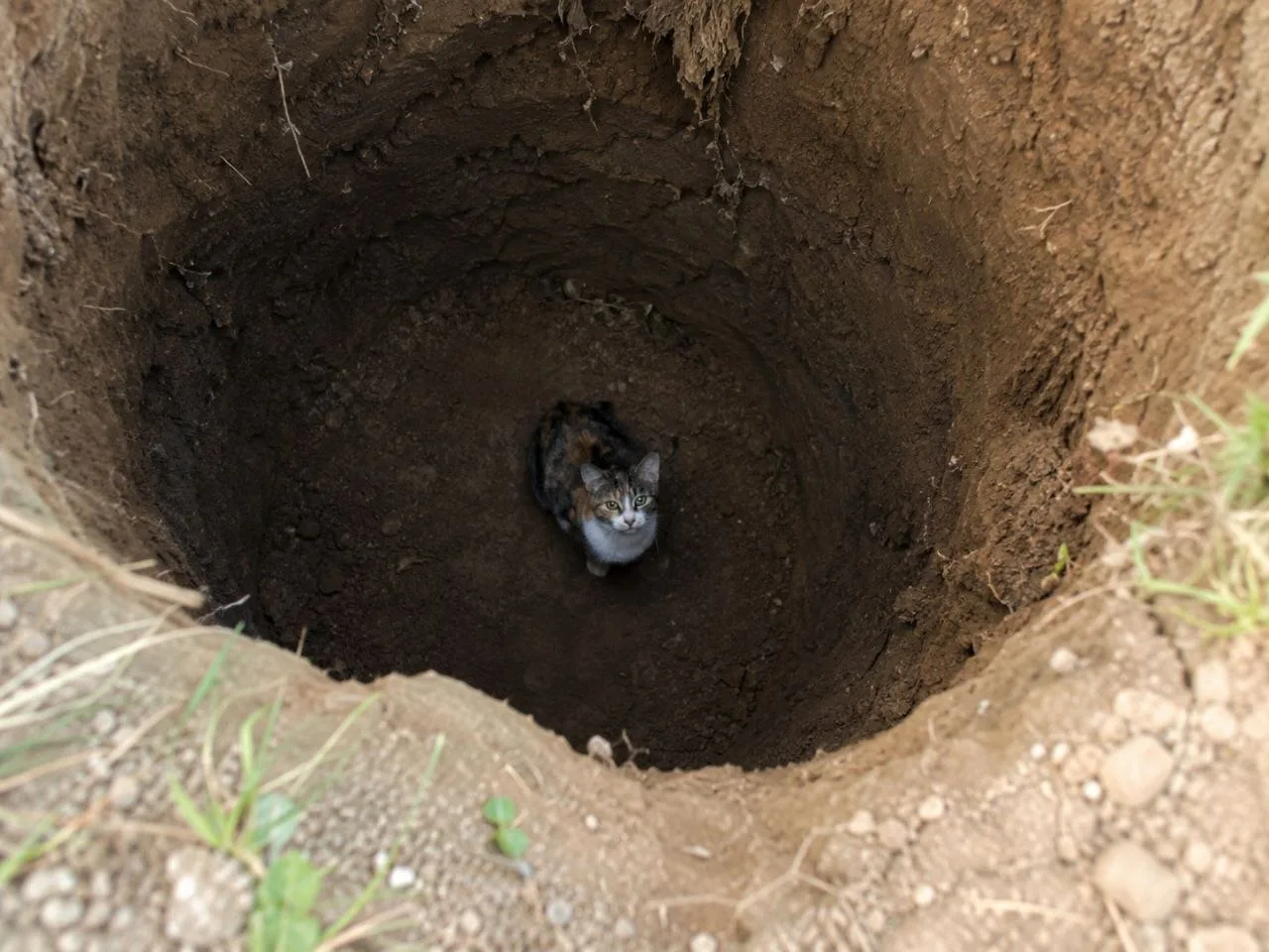 На Ближнем Хуторе хозяйская кошка провалилась в двухметровую яму на огороде.