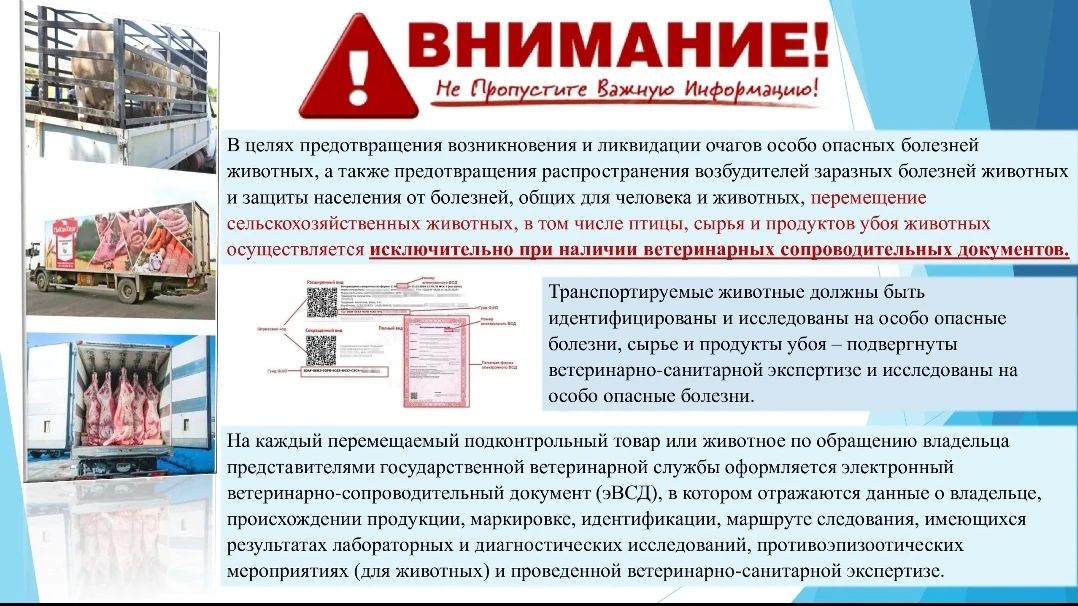 Важно!!!
Необходимо помнить, что перемещение сельскохозяйственных животных, в том числе птицы, сырья