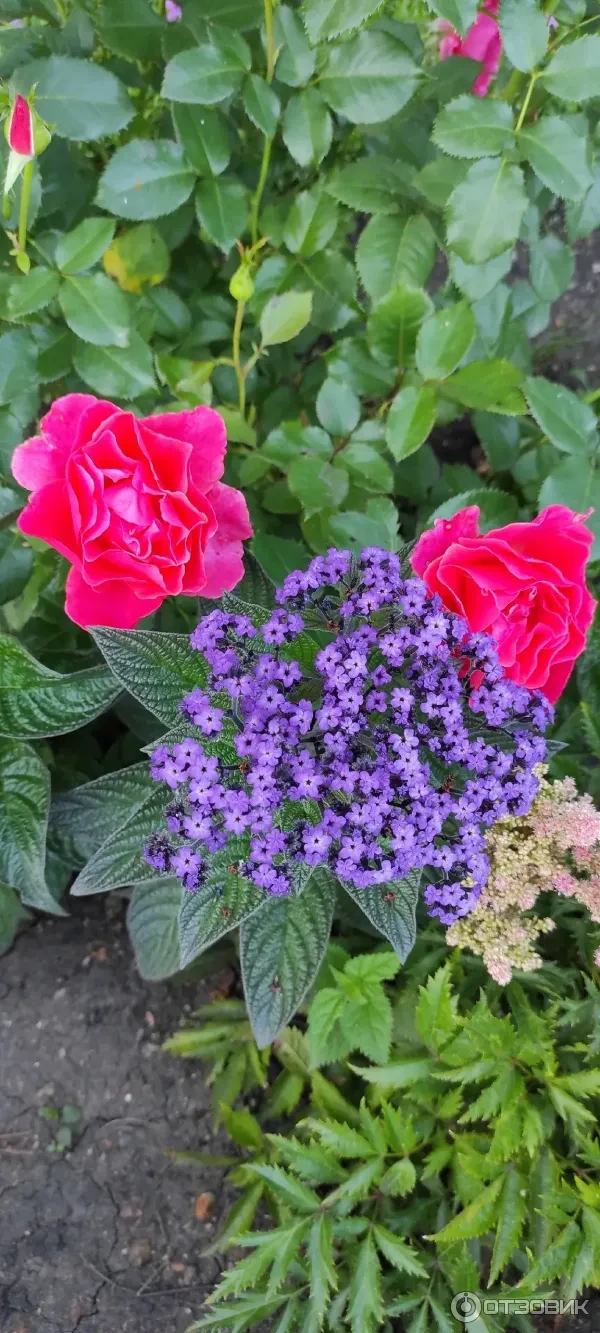 🌼 Если вы когда-либо гуляли по Оранжерейному саду Петергофа, то, безусловно, обратили внимание на ге