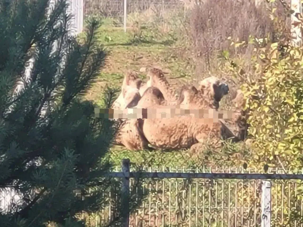 Ничего необычного, просто на СХВ иногда пасутся верблюды.🐪