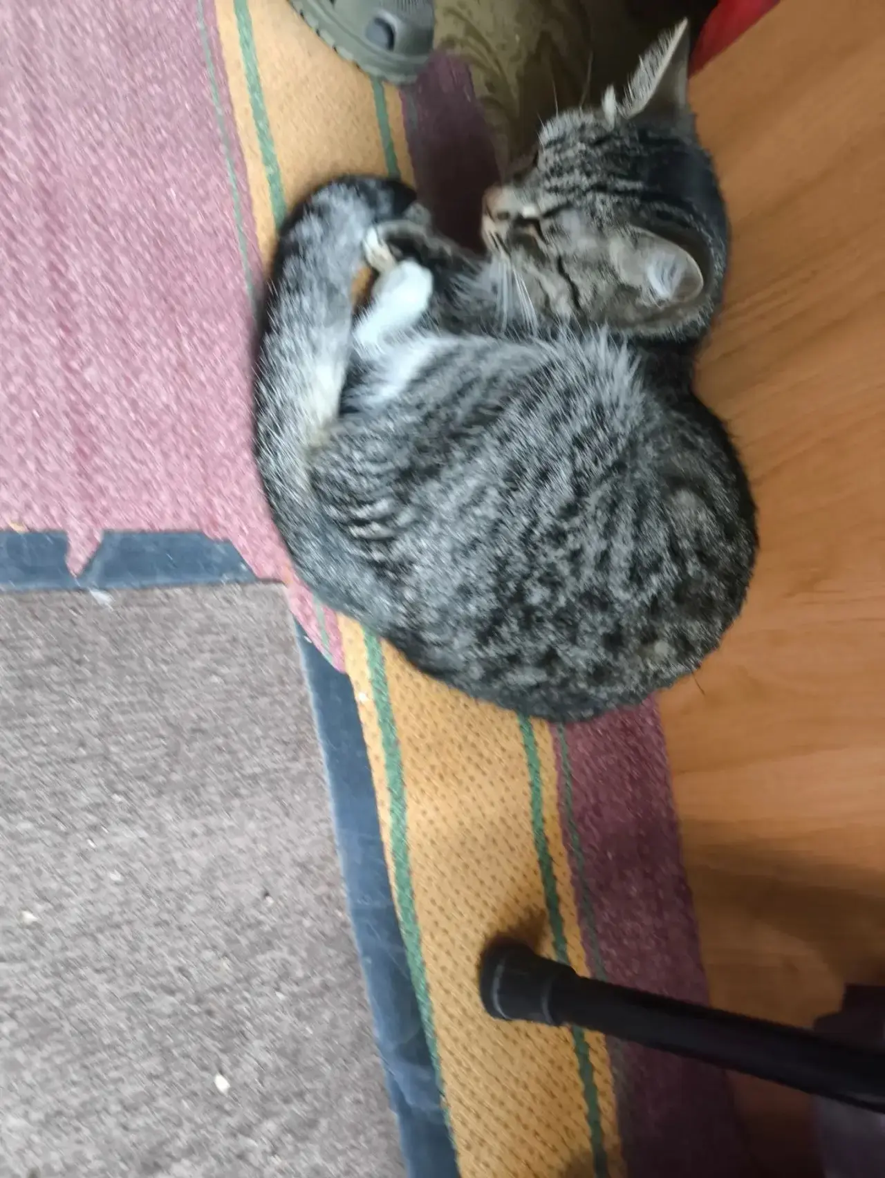 🐾 Здравствуйте , найдена кошка Тбилисская 25, на вид не большие года, пока что находится в будке у 