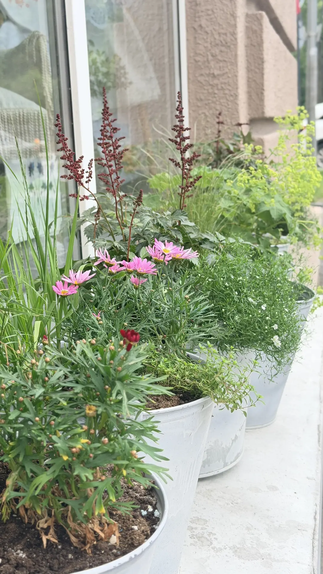Каждое лето у нас начинается одинаково 🌱

Уже много лет подряд я высаживаю цветы на подоконнике наш