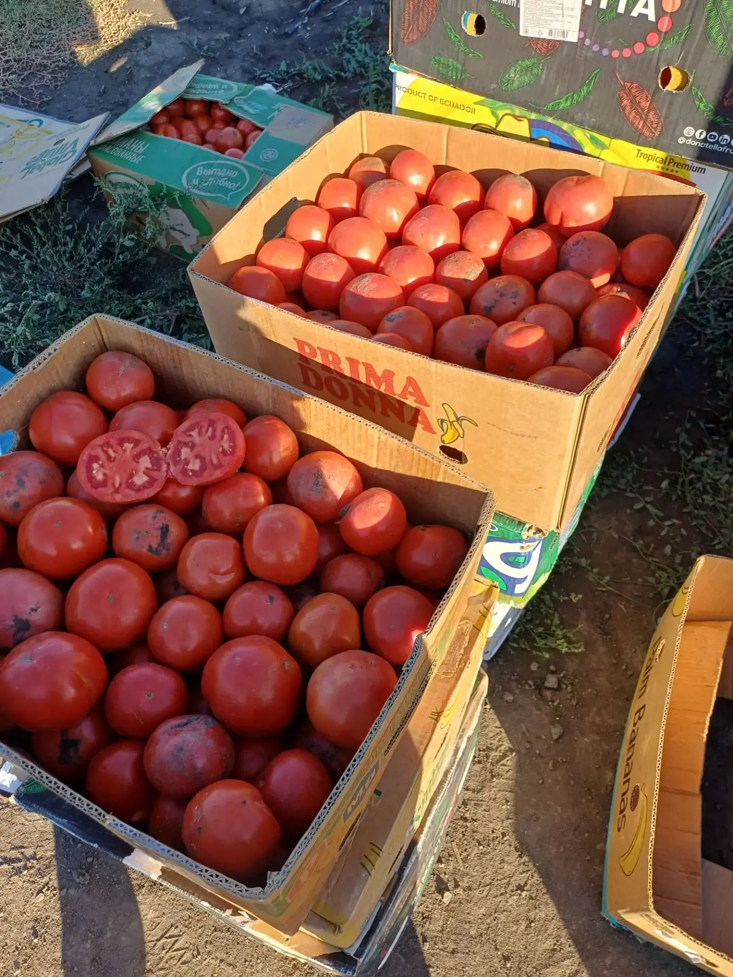 Продаётся помидор с поля ст Калининская. Самовывоз.
