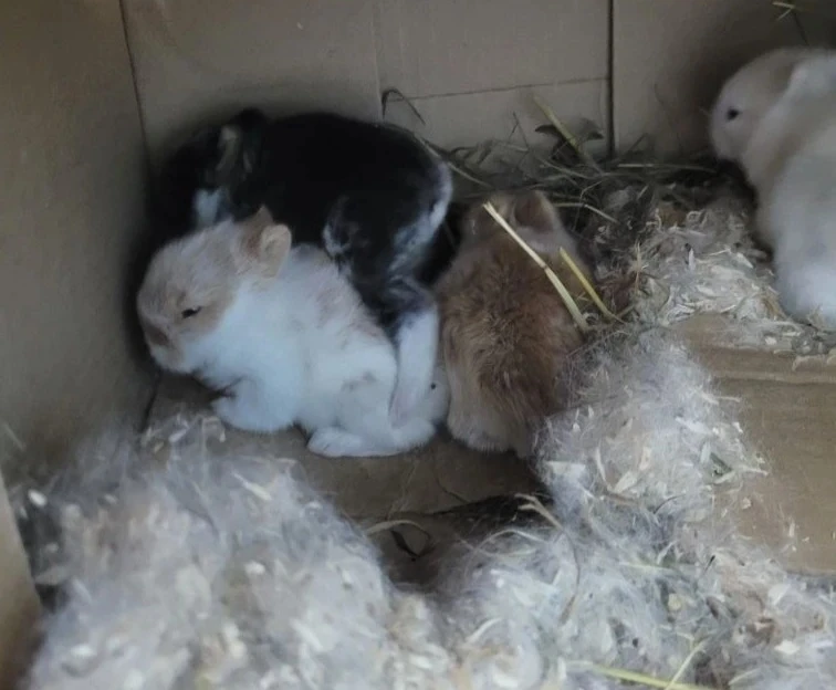 На станции юных техников в живом уголке пополнение👍✨️🐇🐰