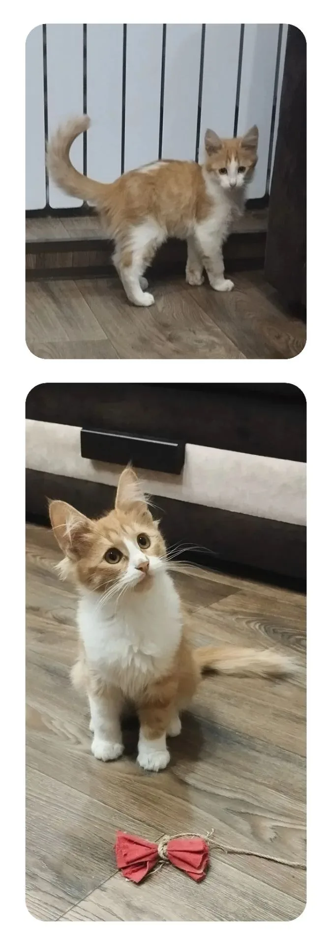 Котики в добрые ручки. С белым пятнышком на спинке это мальчик, на фото с бантиком -  д...