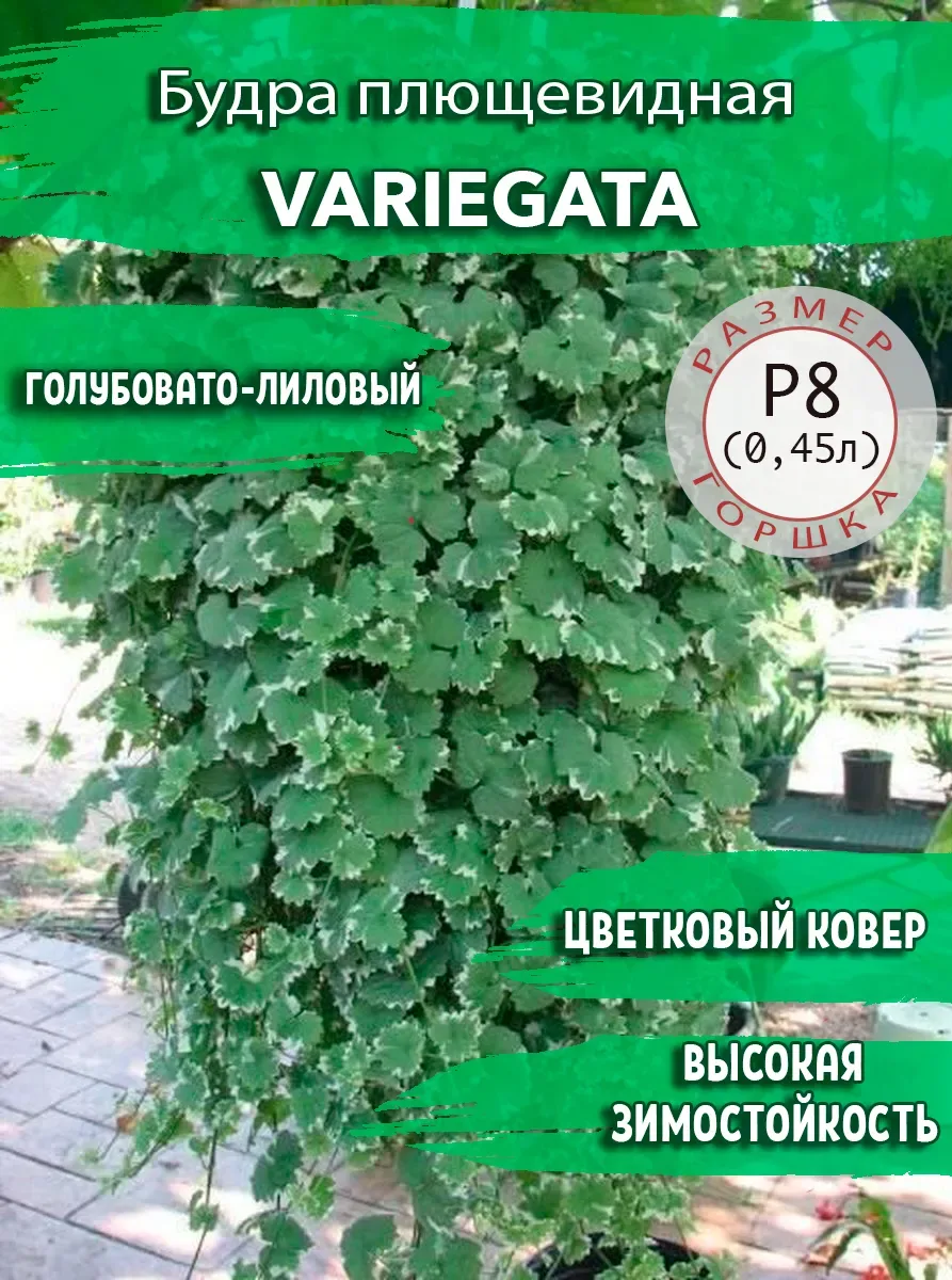 🌿 Будра вариегатная — живой зелёный водопад за 150 ₽!