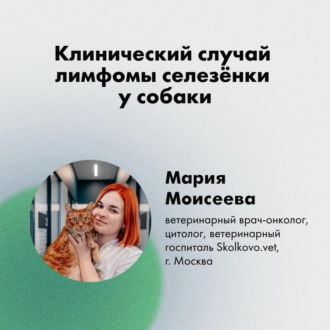 Лимфома селезенки — диагноз, который требует от клинициста не только высокой насторожен...