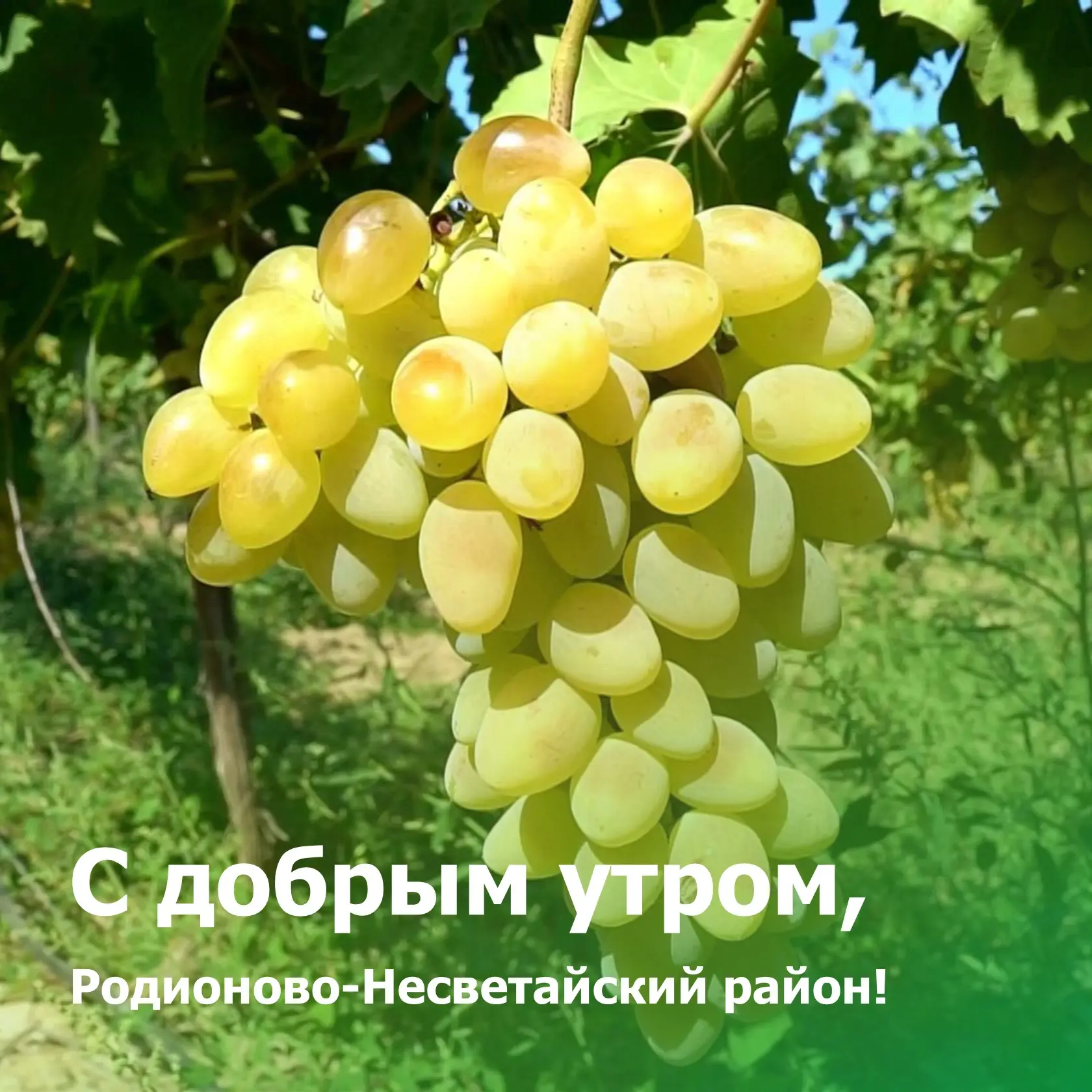 🍁 С добрым утром, жители Родионово-Несветайского района!