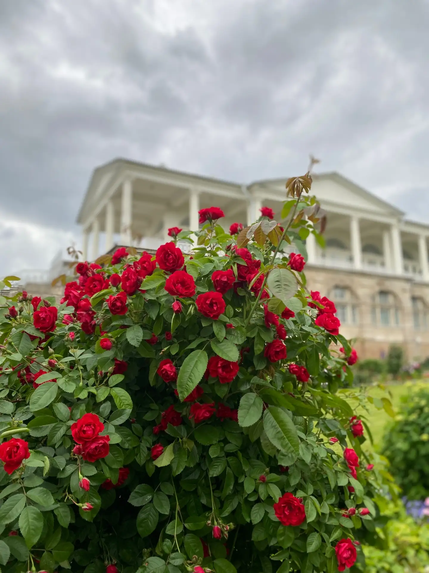 🌹 Июль