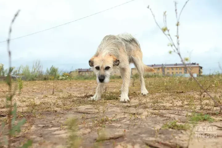 🐶 Правила выгула собак: что нужно знать каждому владельцу

Выгуливать собаку — значит заботиться не