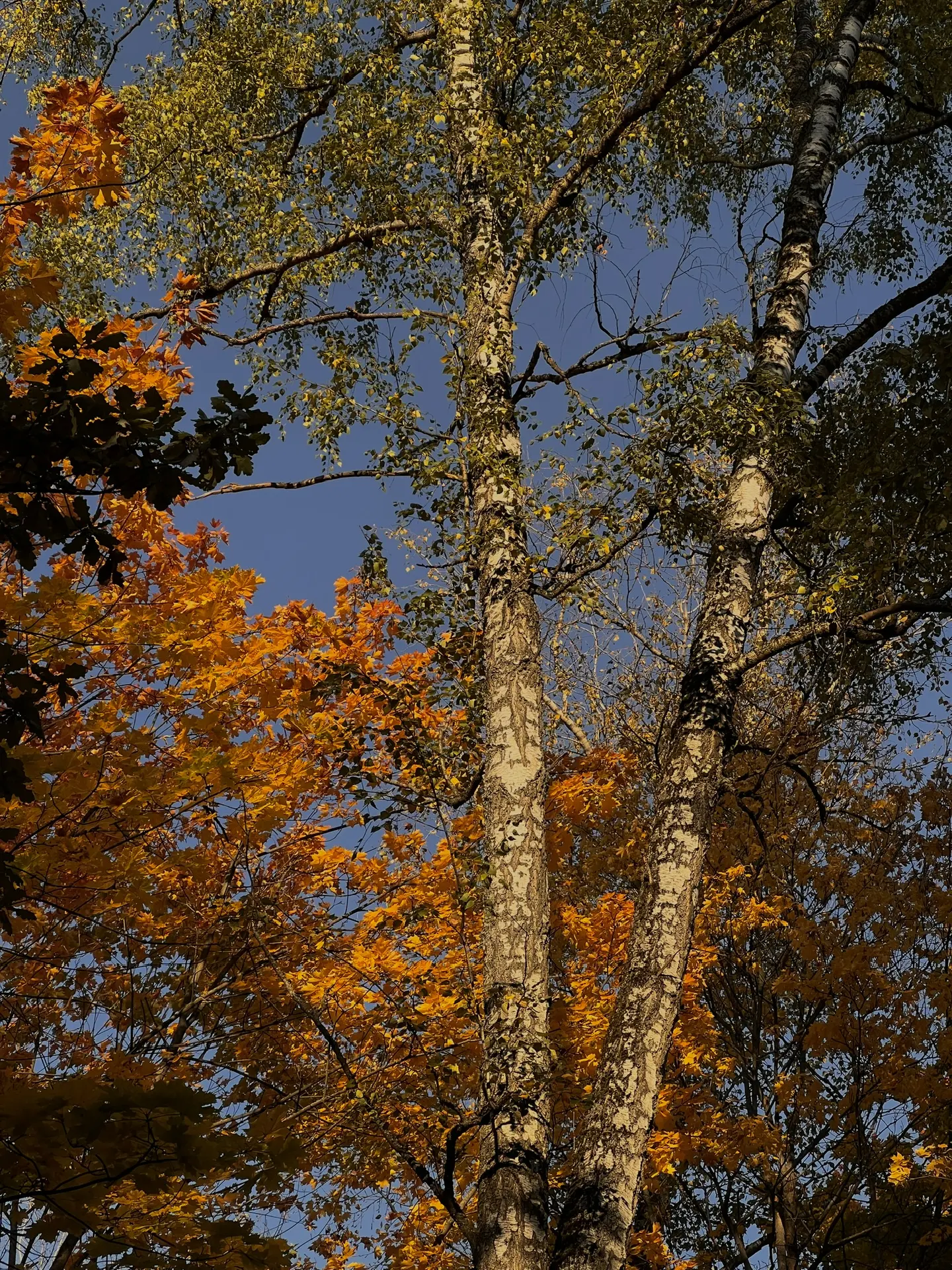 🍂 Погода так и намекает — пора в парк!