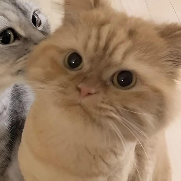 #коты