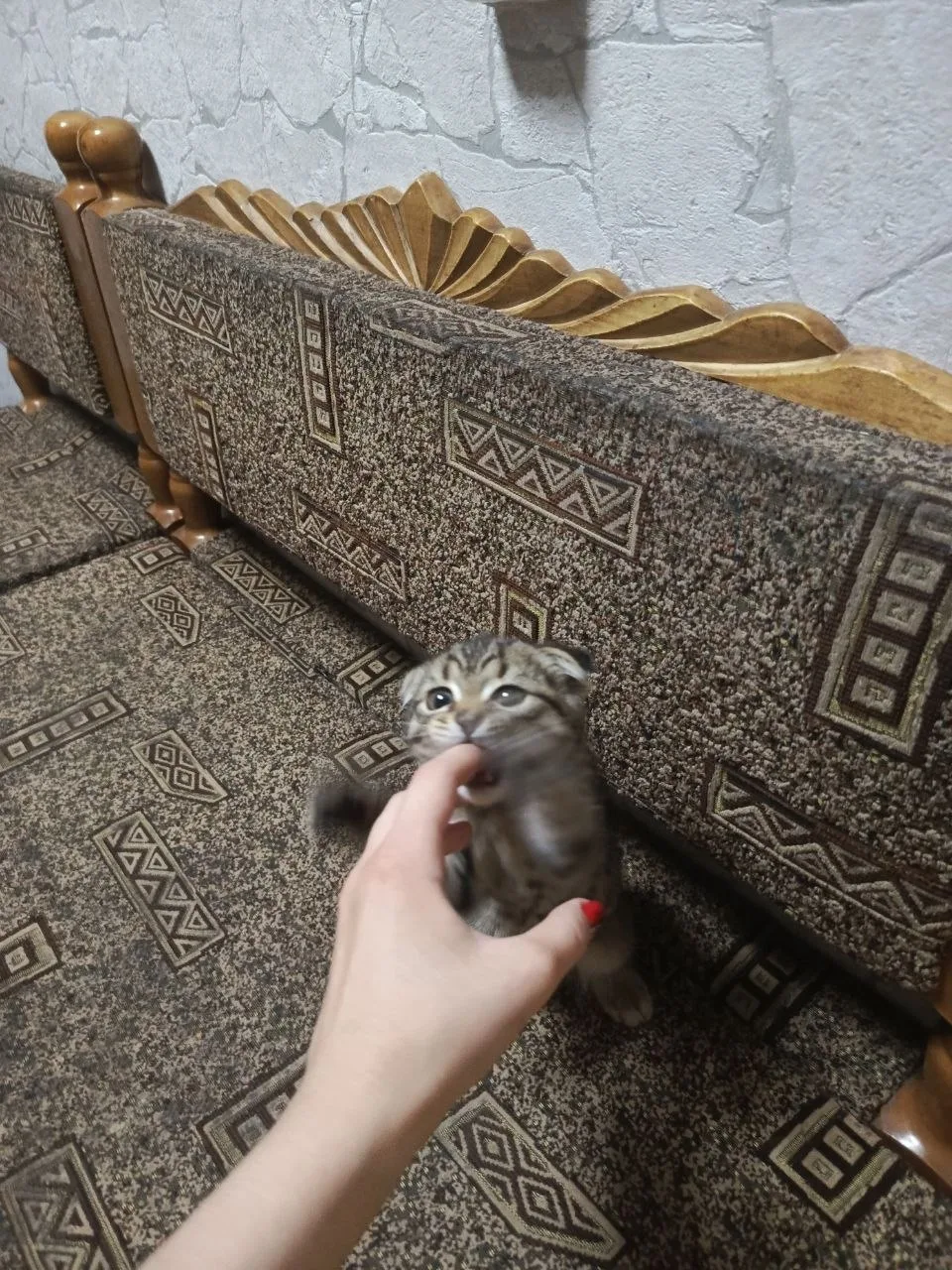!Внимание, пропал котёнок!
Серенький вислоухий мальчик на углу Революционной и Оренбургской, возможн