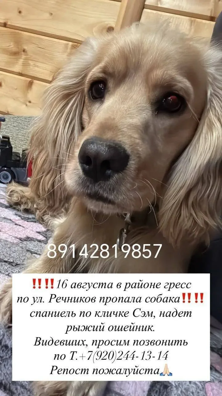 Ищут собаку🥹 вдруг кто увидит такую симпатягу.