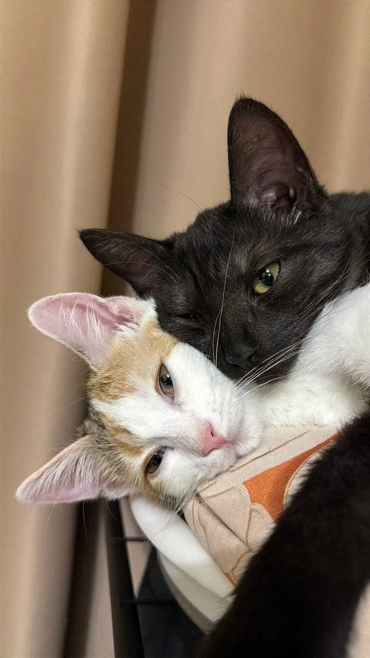 Нежнейший привет из дома от Кыквы и Юми 🥰🥰🥰