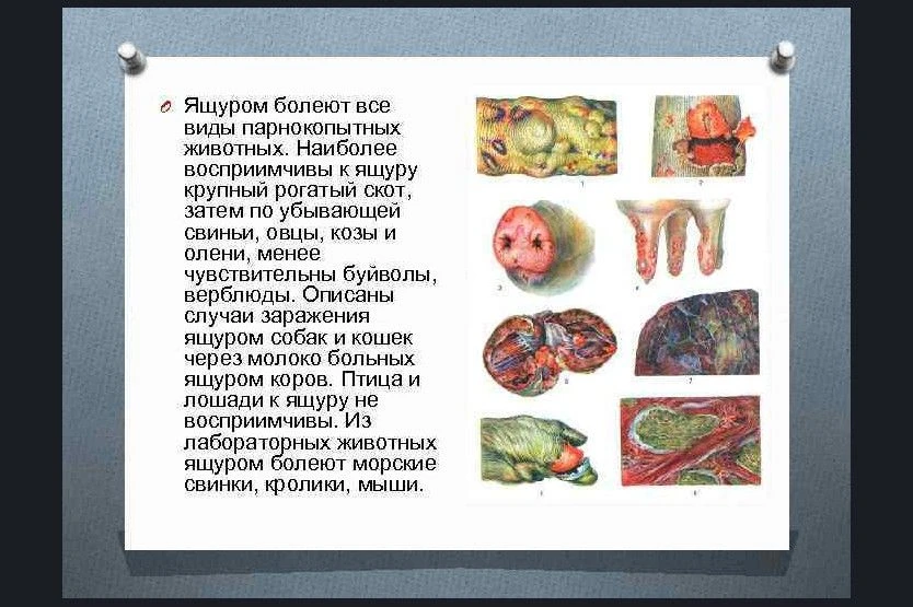 ЯЩУР