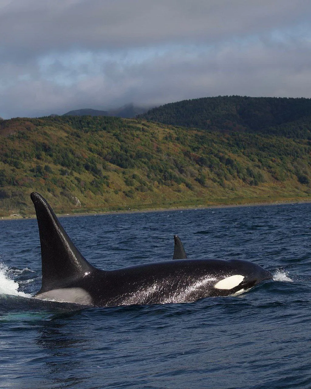 🐋 Косатки на пути к маяку Анива стали своеобразной достопримечательностью

Мало кто знает, но дорог
