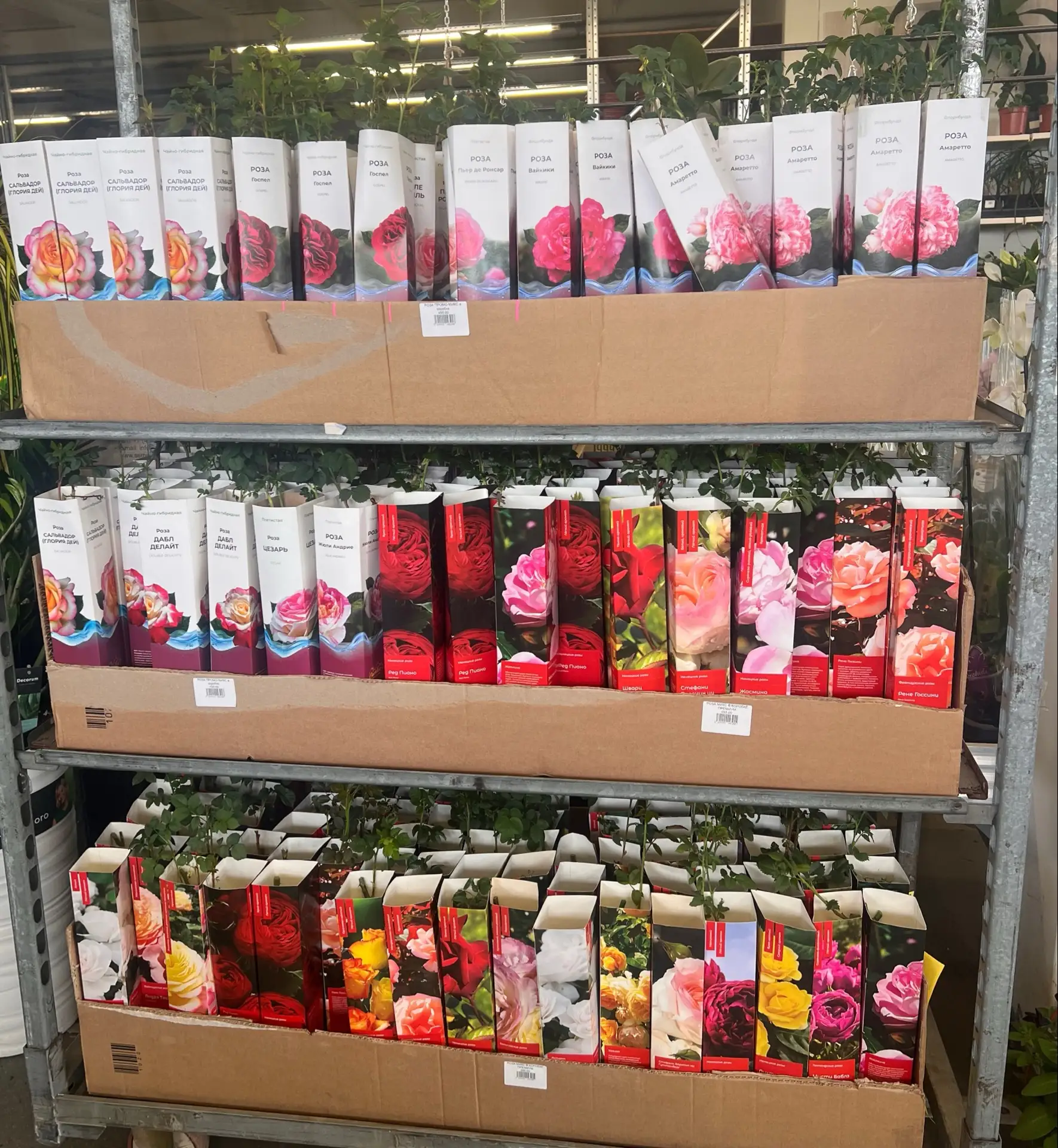 Предлагаем вашему вниманию акцию на розы в коробках 🌹. При покупке от 3️⃣ штук вы получаете специал